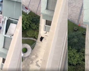 Homem Usa Tecnologia De Ponta Para Recuperar Cuecas Que Caíram Para o Vizinho