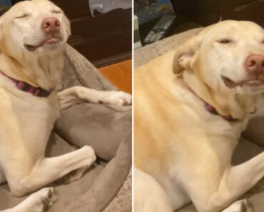 Cão Tenta Disfarçar Asneira Com Carinha De Menino Bem Comportado Cão Tenta Disfarçar Asneira Com Carinha De Menino Bem Comportado