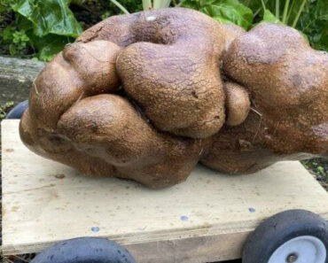 A Maior Batata Do Mundo é Tão Ridiculamente Grande Que Nem Parece Uma Batata