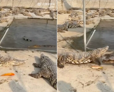 Apenas Um Crocodilo Pronto Para Abocanhar Mais Um Peixe Mas Os Amigos Decidiram Que Já Chegava Apenas Um Crocodilo Pronto Para Abocanhar Mais Um Peixe Mas Os Amigos Decidiram Que Já Chegava