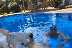 Hilariante: Goucha Tenta Assustar Cães Na Piscina Com Touca De Tubarão