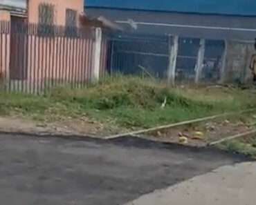 Município Asfalta Linha De Comboio Por Engano Município Asfalta Linha De Comboio Por Engano