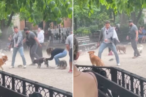Ratazana Invade Parque De Cães Em Nova Iorque e Causa o Caos