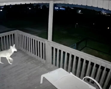 Gato Precisou De Trepar Um Pilar De Madeira Para Escapar Ao Ataque De Um Coiote Durante a Noite Gato Precisou De Trepar Um Pilar De Madeira Para Escapar Ao Ataque De Um Coiote Durante a Noite