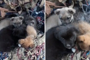 Descoberta Ninhada De Cães Entre Destroços. Estavam a Proteger Gatos