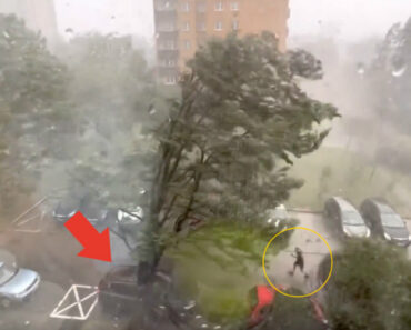 Homem Enfrenta Forte Tempestade e Retira o Carro Na “Hora H” Debaixo De Uma Enorme Árvore Homem Enfrenta Forte Tempestade e Retira o Carro Na “Hora H” Debaixo De Uma Enorme Árvore