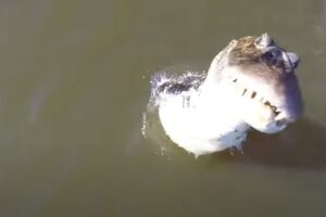 Crocodilo Derruba Drone Que o Estava a Filmar