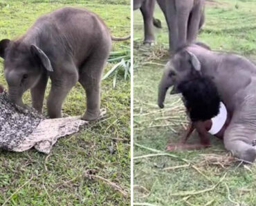 Elefante Tenta “Brincar” Com Mulher Num Santuário Animal Elefante Tenta “Brincar” Com Mulher Num Santuário Animal