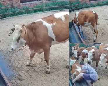 Vaca Faz Bullying Com Outra Vaca e Esta Acaba Salva Pelo Seu Tratador