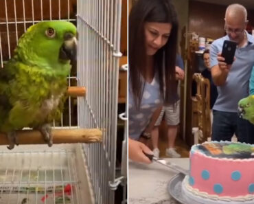 Após Dúvidas, Família Faz Festa Revelação Para Papagaio Com 43 Anos