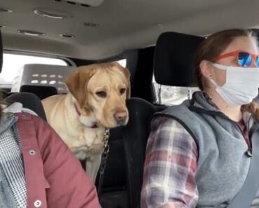 Como Reage Um Cão De Suporte Para Surdos Durante Uma Viagem De Carro