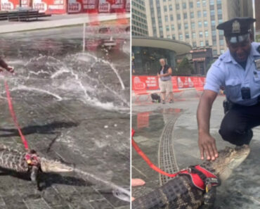 Um Animal De Suporte Emocional Muito Improvável Um Animal De Suporte Emocional Muito Improvável