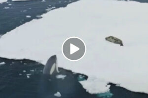 BBC Regista Uma Incomum Técnica De Caça Usada Por Orcas Para Capturar As Suas Presas
