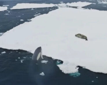 BBC Regista Uma Incomum Técnica De Caça Usada Por Orcas Para Capturar As Suas Presas
