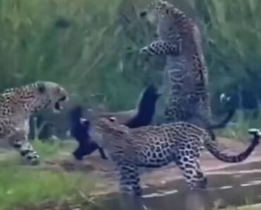 Texugo-do-Mel Luta Contra 3 Leopardos Numa “Batalha Inacreditável” Pela Sobrevivência Texugo-do-Mel Luta Contra 3 Leopardos Numa “Batalha Inacreditável” Pela Sobrevivência