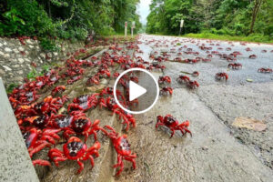 Milhões De Caranguejos Invadem Christmas Island Para Se Reproduzirem