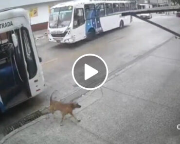 Cão Inteligente Anda De Autocarro Sozinho Para Surpreender a Dona No Trabalho