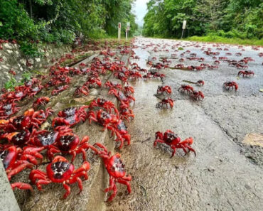 Milhões De Caranguejos Invadem Christmas Island Para Se Reproduzirem Milhões De Caranguejos Invadem Christmas Island Para Se Reproduzirem