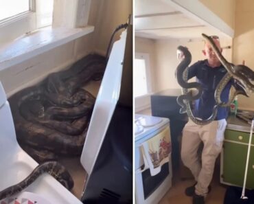 Vídeo Mostra “Escapadinha”De Pítons Atrás De Microondas Vídeo Mostra “Escapadinha”De Pítons Atrás De Microondas