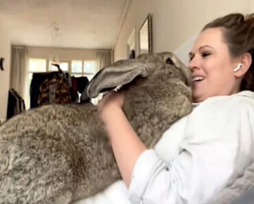Coelho Gigante Age Mais Como Um Cão Do Que Um Coelho