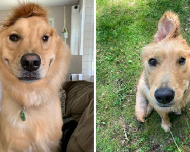 Cadela Só Com Uma Orelha Vira Sucesso No Instagram Ao Assemelhar-se Com Um Adorável Unicórnio Cadela Só Com Uma Orelha Vira Sucesso No Instagram Ao Assemelhar-se Com Um Adorável Unicórnio