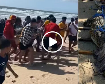 Crocodilo De Três Metros Retirado Do Mar Em Praia Cheia De Turistas