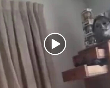 O Momento Em Que Sismo Atinge Nova Zelândia. “Parecia Comboio De Carga” O Momento Em Que Sismo Atinge Nova Zelândia. “Parecia Comboio De Carga”