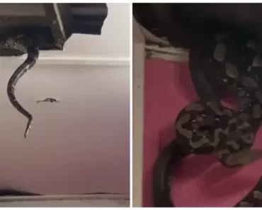 Família Traumatizada Depois De Duas Enormes Pítons Caírem Do Teto De Casa Família Traumatizada Depois De Duas Enormes Pítons Caírem Do Teto De Casa