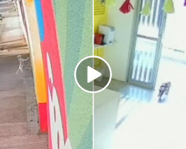 Cão Perdeu-se Do Dono e No Dia Seguinte “Bateu à Porta” Da Creche Canina Que Frequenta Cão Perdeu-se Do Dono e No Dia Seguinte “Bateu à Porta” Da Creche Canina Que Frequenta