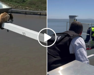 Vídeo Mostra Resgate De Gato Que Estava Preso Em Haste Da Ponte Vasco Da Gama Vídeo Mostra Resgate De Gato Que Estava Preso Em Haste Da Ponte Vasco Da Gama