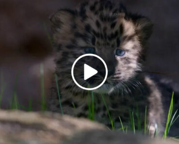 Gémeos De Leopardo Em Vias De Extinção Nascem Em Zoo Nos EUA