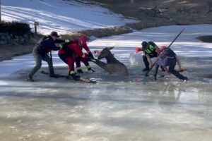 Bombeiros Salvam Alce Que Caiu e Ficou Preso Em Lago Congelado