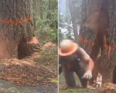 Lenhador Escapa Por Milímetros a Queda De Árvore Lenhador Escapa Por Milímetros a Queda De Árvore