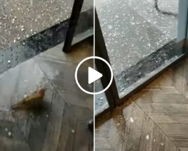 Pombo Refugia-se Dentro De Loja Durante Tempestade De Granizo