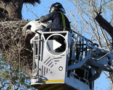 Vídeo Mostra Resgate De Cegonha No Zoo De Madrid