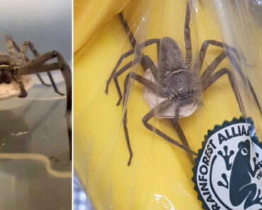 Homem Encontra Aranha Venenosa Num Cacho De Bananas No Hipermercado