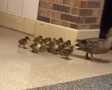 Patos Recém-Nascidos “Desfilam” Em Escola Primária Nos EUA Patos Recém-Nascidos “Desfilam” Em Escola Primária Nos EUA