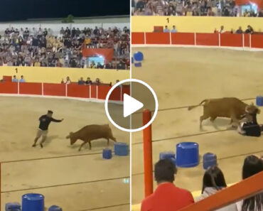 Eliseu Tentou Encarar Um Novilho Na Feira De Maio Na Azambuja e Acabou… No Chão Eliseu Tentou Encarar Um Novilho Na Feira De Maio Na Azambuja e Acabou… No Chão