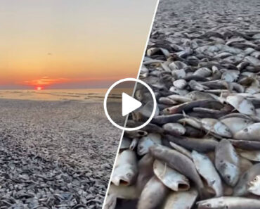 Milhares De Peixes Mortos Dão à Costa Em Praia No Texas