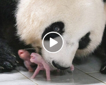 Pandas Gigantes Gémeos Nasceram Em Zoo Da Coreia Do Sul
