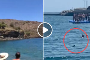 Dois Tubarões Causam Sobressalto Em Praia Na Catalunha