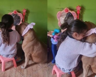 Menina Maquilha e Penteia Cadela Pitbull. Momento “Derrete” Internet Menina Maquilha e Penteia Cadela Pitbull. Momento “Derrete” Internet
