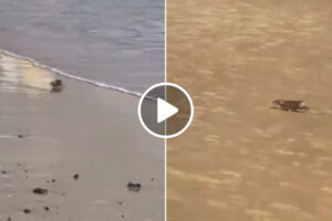 Rato Apanhado Em Flagrante a Sair Do Mar Numa Praia Do Brasil