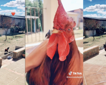 Galo Protagoniza Reação Inesperada (e Adorável) Ao Ver a Dona Galo Protagoniza Reação Inesperada (e Adorável) Ao Ver a Dona