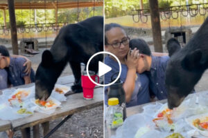 Urso Interrompe Almoço e Assusta Família Num Parque No México