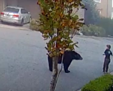 Menino De 7 Anos Fica Cara a Cara Com Urso Quando Brincava Junto à Sua Casa Menino De 7 Anos Fica Cara a Cara Com Urso Quando Brincava Junto à Sua Casa