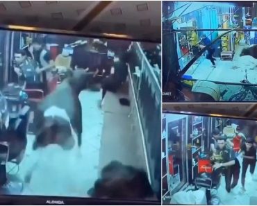 Vaca Invade Barbearia e Faz Reinar o Pânico e a Destruição