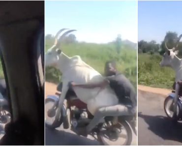 Motociclista Deu Boleia a Touro Com Enormes Chifres e o Momento Tornou-se Viral Motociclista Deu Boleia a Touro Com Enormes Chifres e o Momento Tornou-se Viral