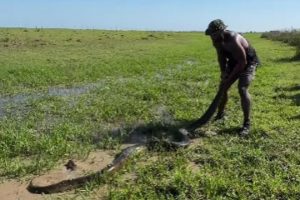 Homem (Ou “Tarzan”) Captura Anaconda Com As Próprias Mãos