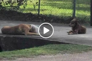 Passou Um Mês a Tentar Ajudar Cão Com Recipiente Na Cabeça. “10h Por Dia”
